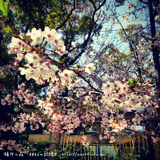 三光神社の桜